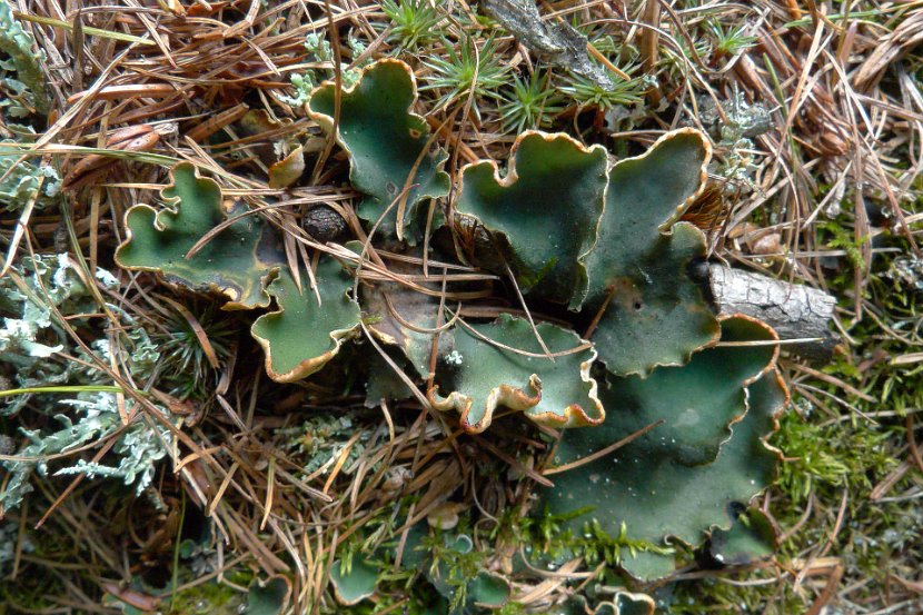 Peltigera malacea-8